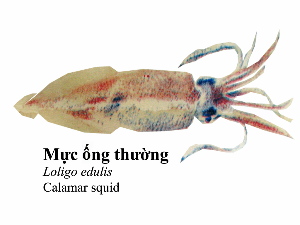 a squid is depicted in the white background