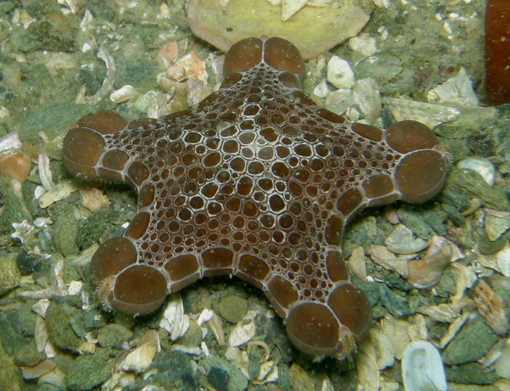 a underwater sea star sitting on the ground