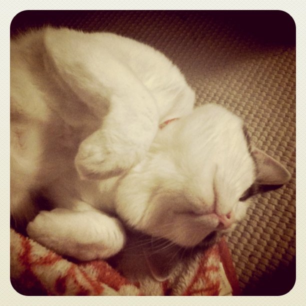 a white cat asleep on a cushion on the floor