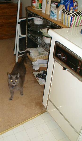 a small grey cat walking towards the kitchen floor