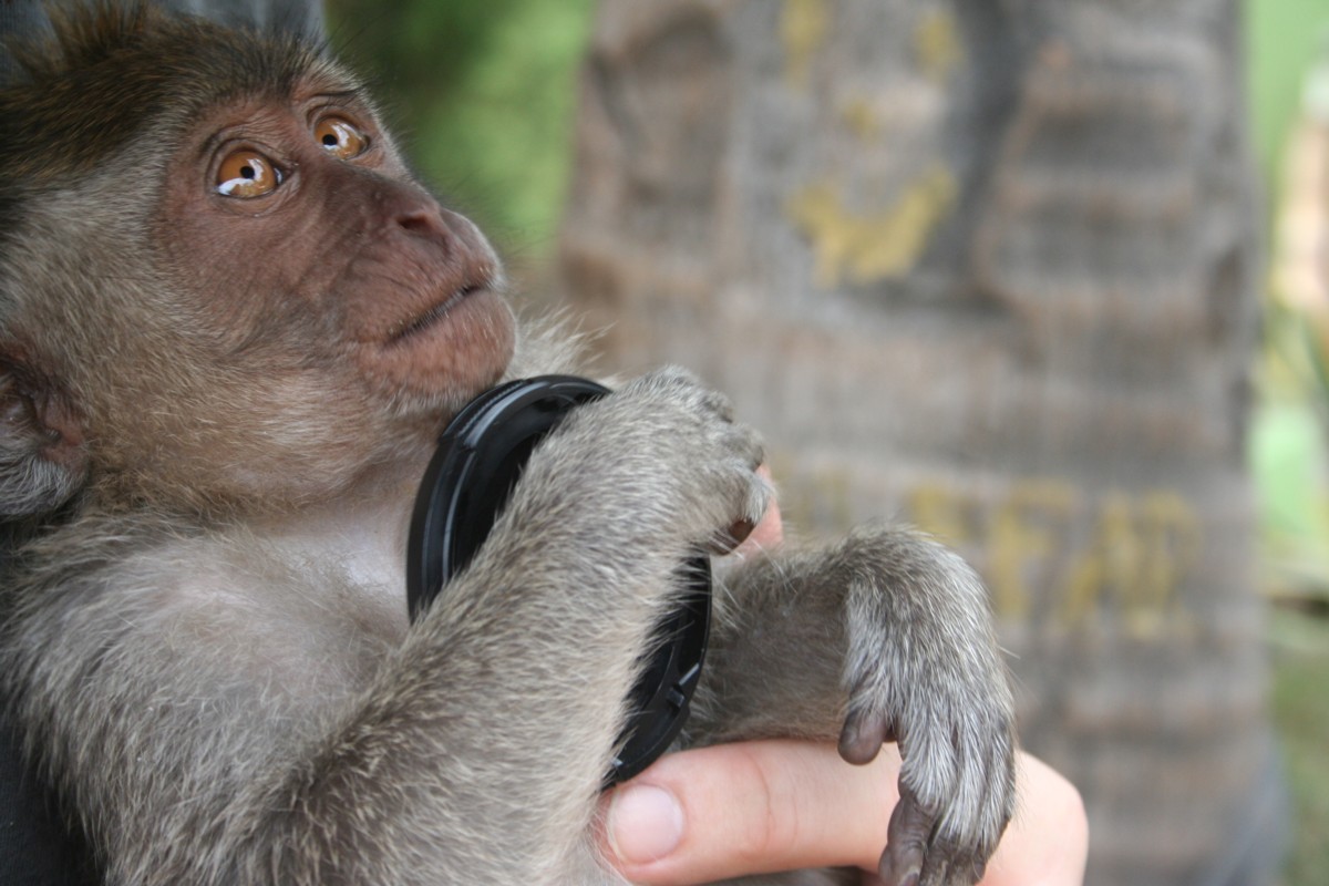 a monkey holding its ear buds in its left hand