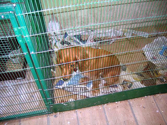 the dog is in its caged area for a visit