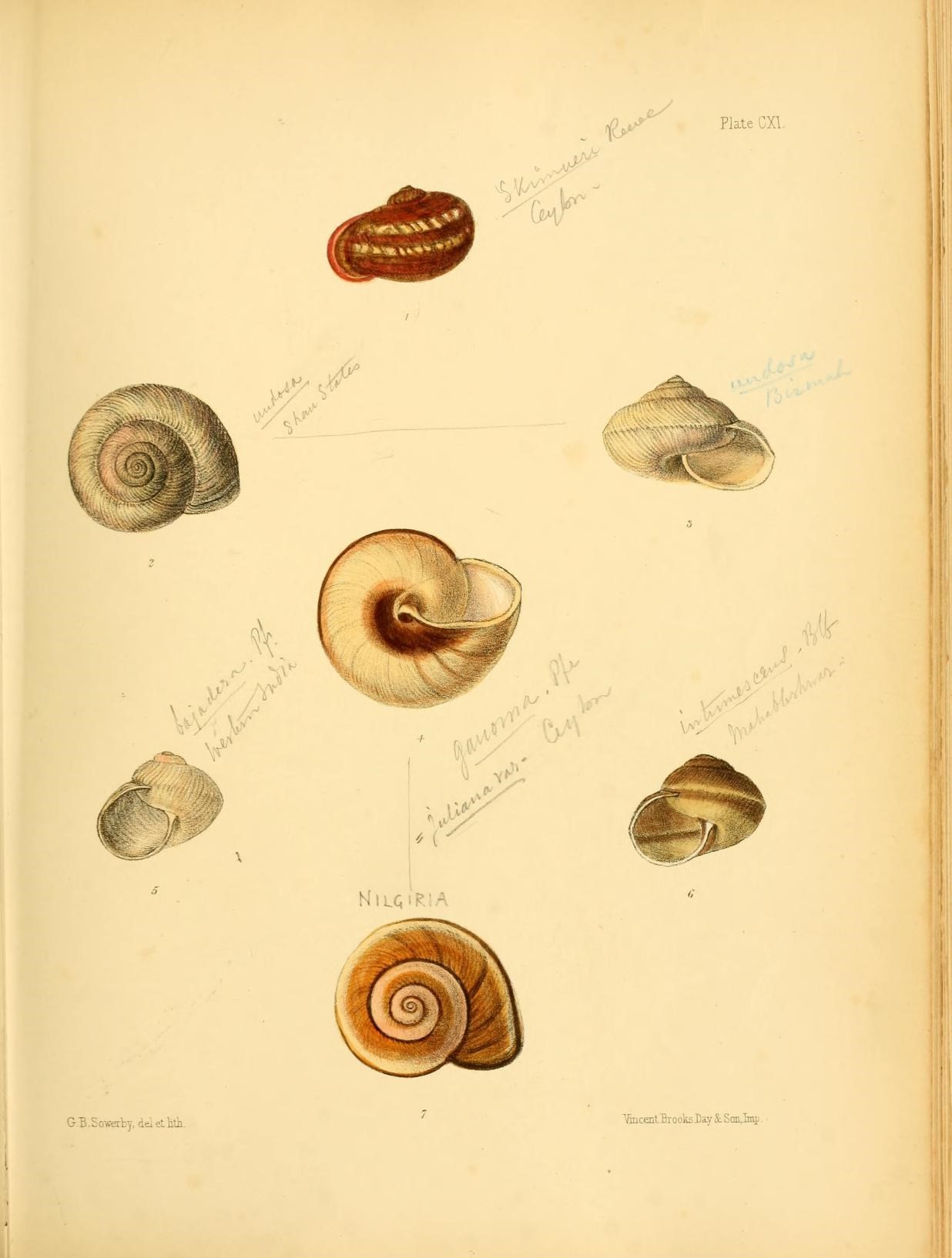 an illustration of six different types of shell