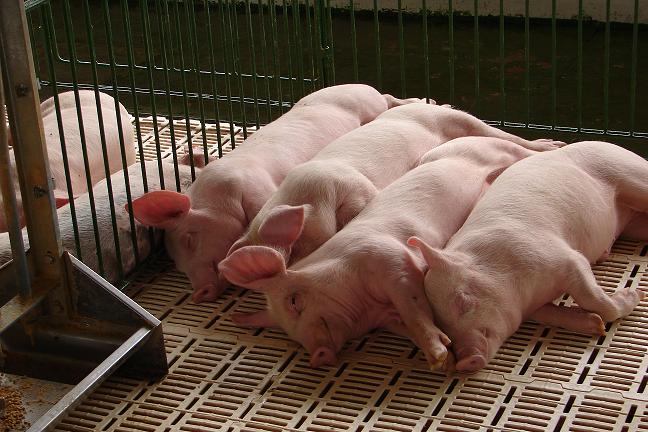 a couple of baby pigs are sleeping together