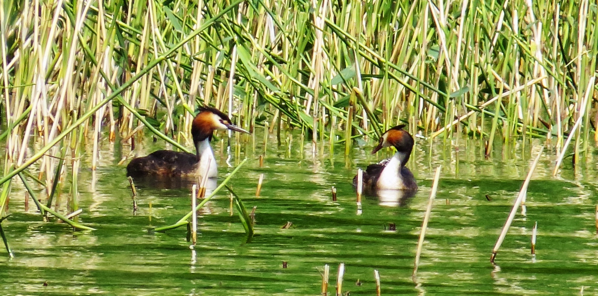 two ducks in a pond with grass growing on the shore
