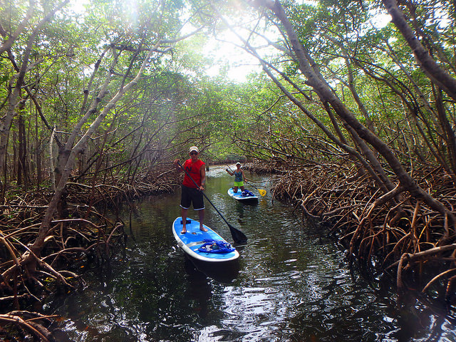 two people paddling paddle boards through some vegetation