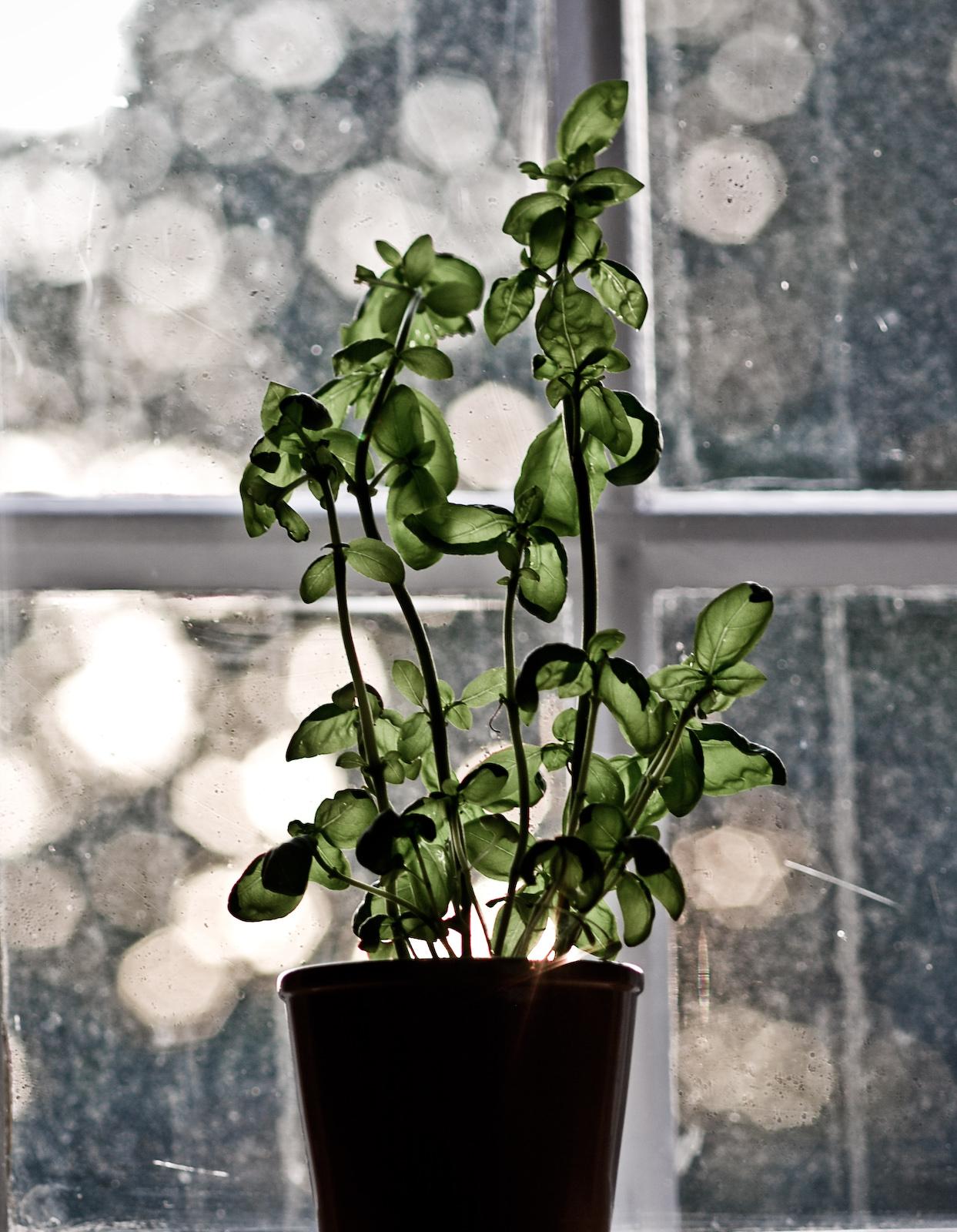 a plant in a vase on a windowsill