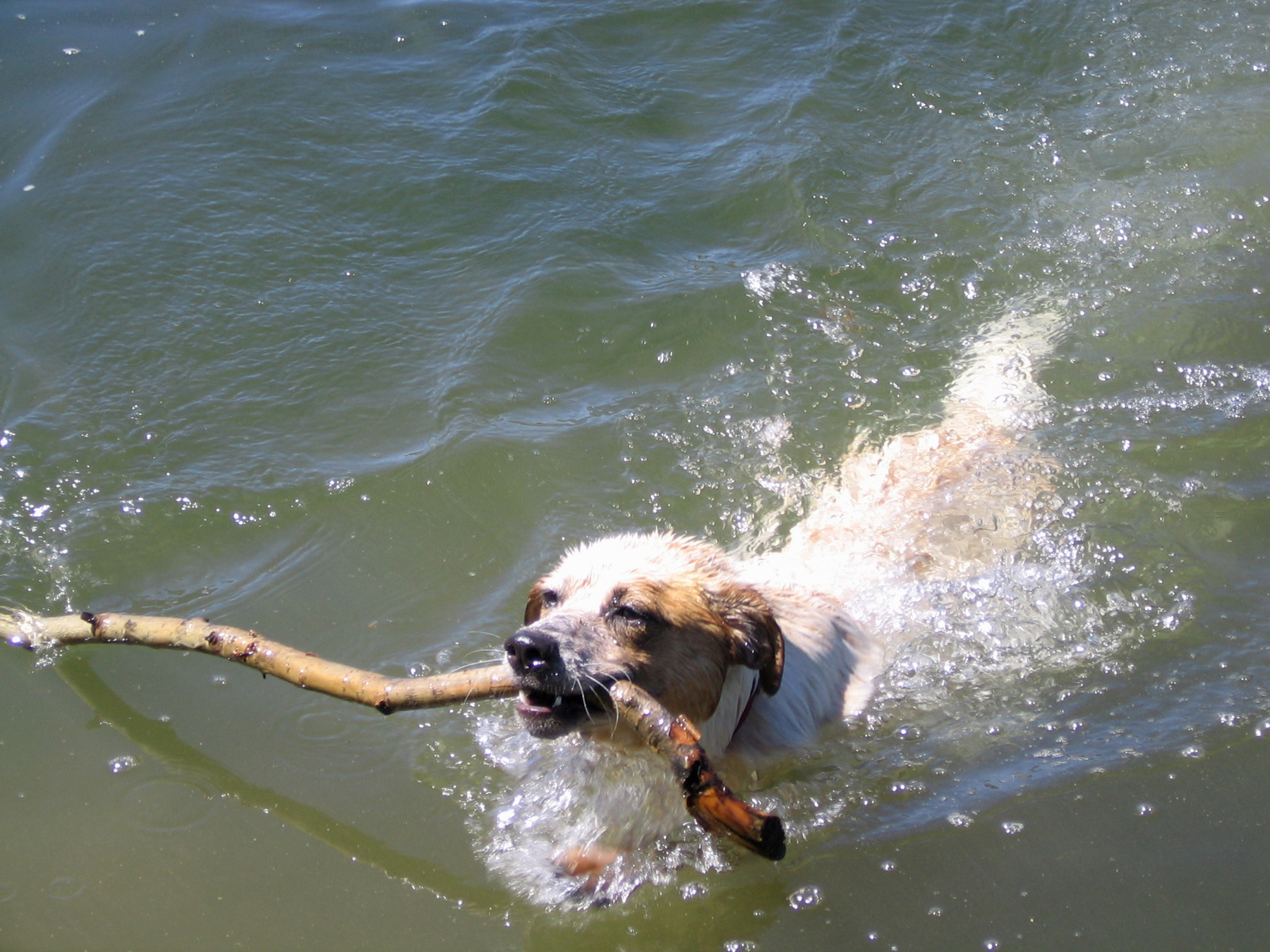 a brown and black dog holding a stick in it's mouth