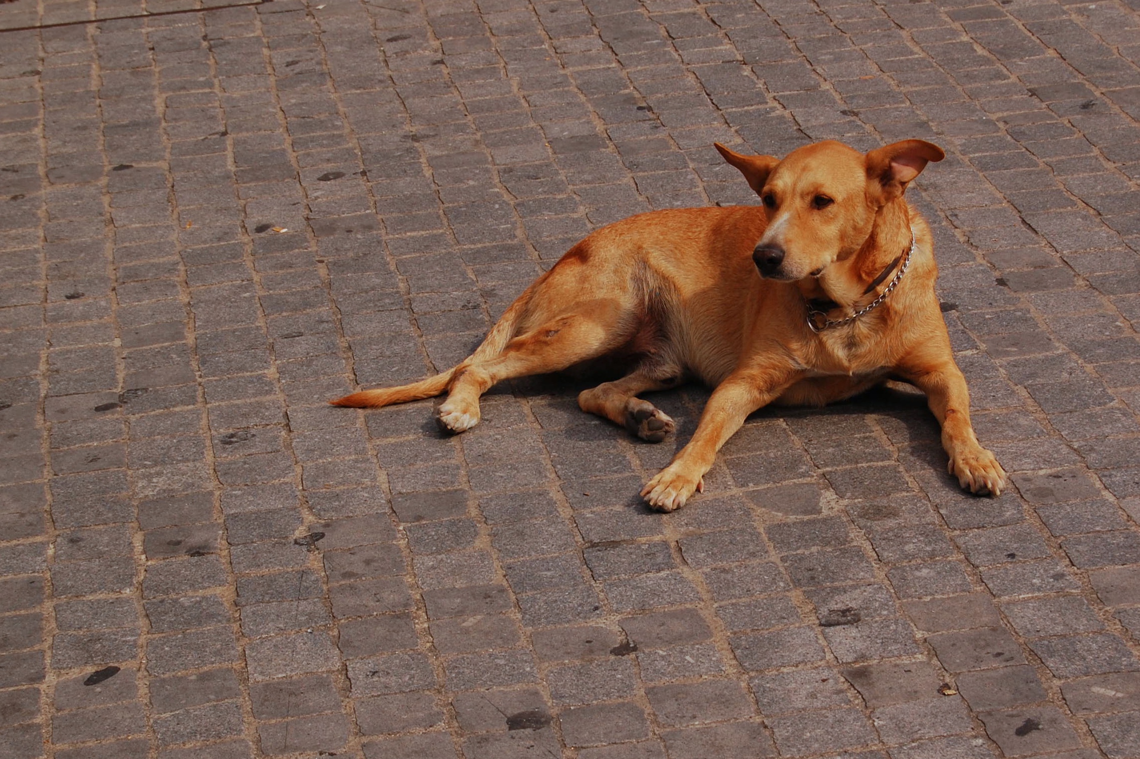 a brown dog is laying on the pavement