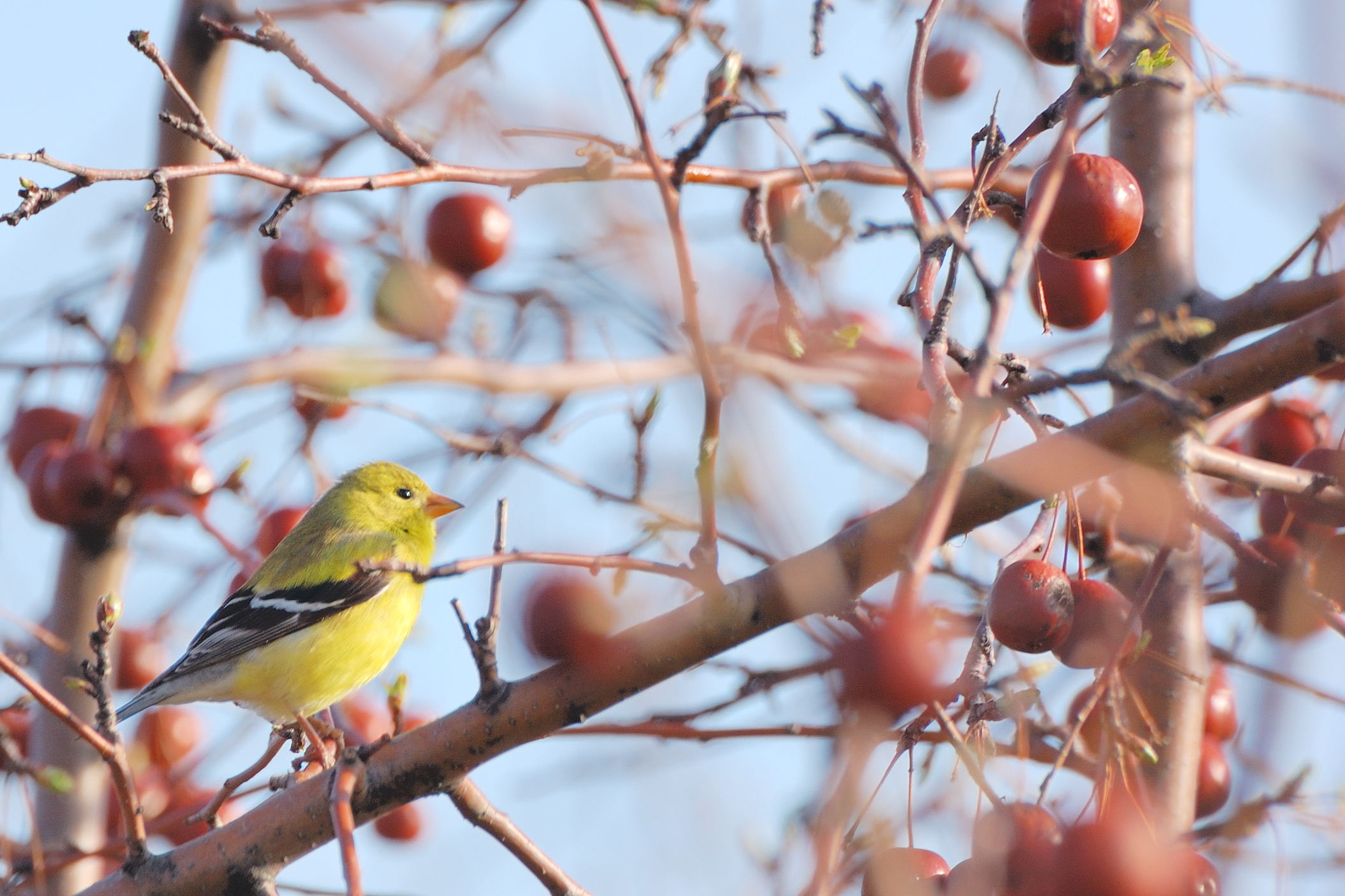 a small yellow bird sitting in a tree with cherries