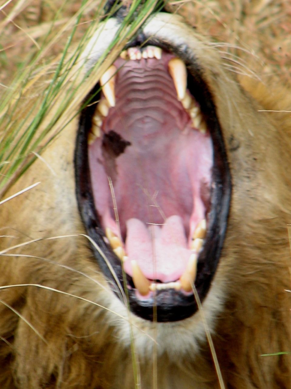 close up of animal with mouth open and grass in his mouth