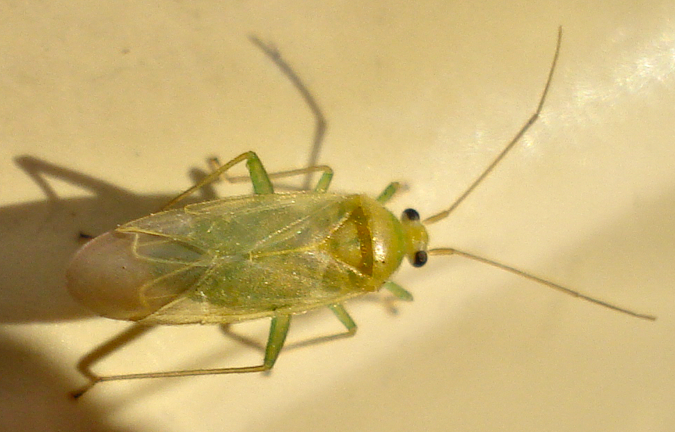 a bug is shown on the corner of a sink