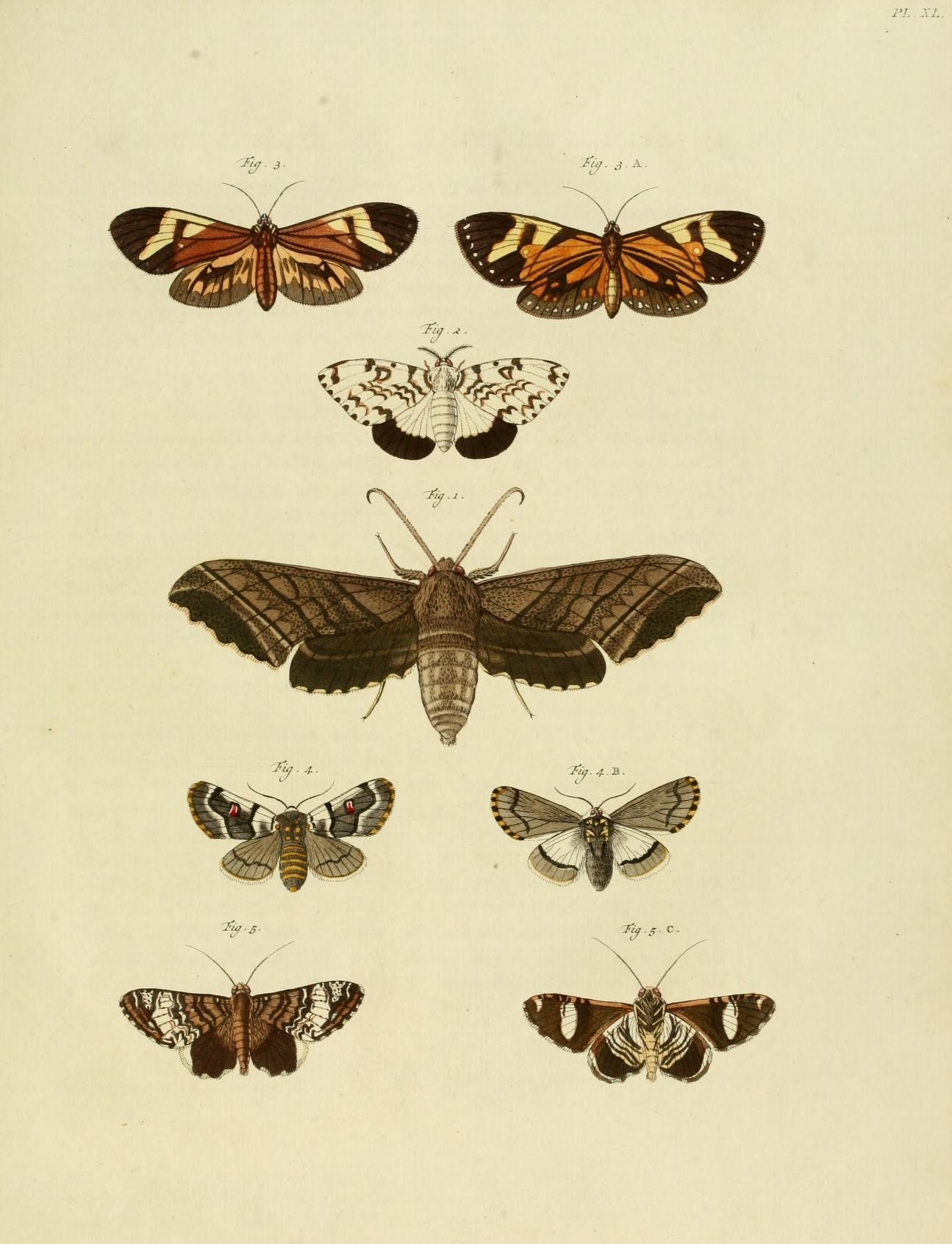 a diagram of different types of moths
