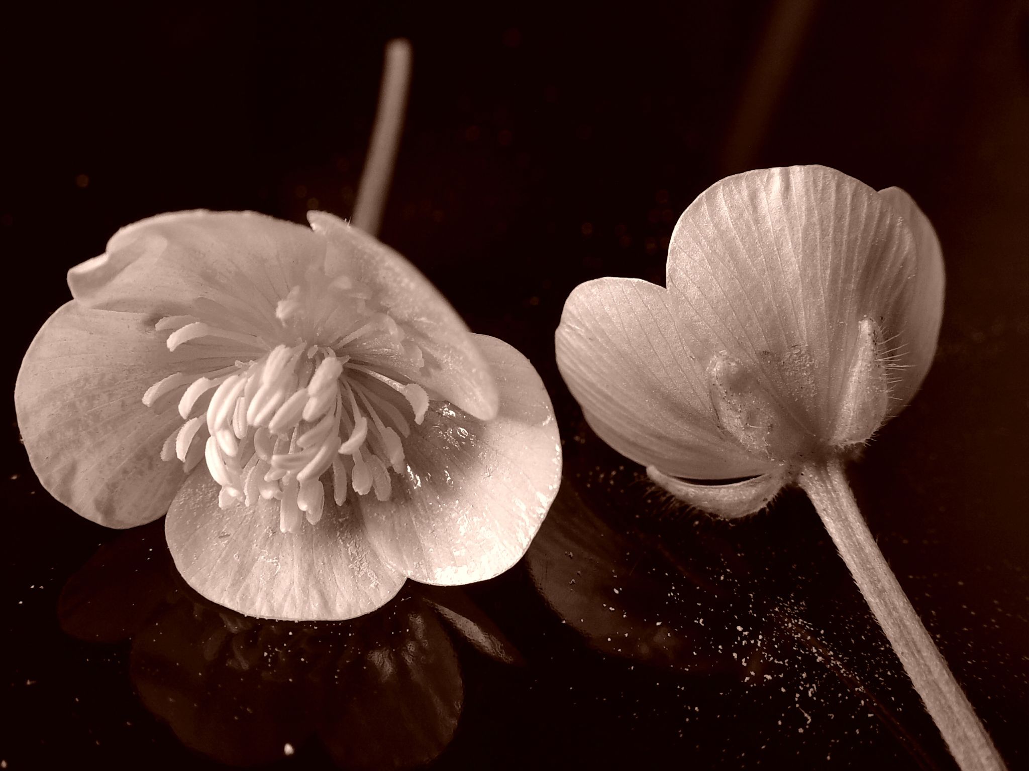 two flowers, one blooming, sit on the ground