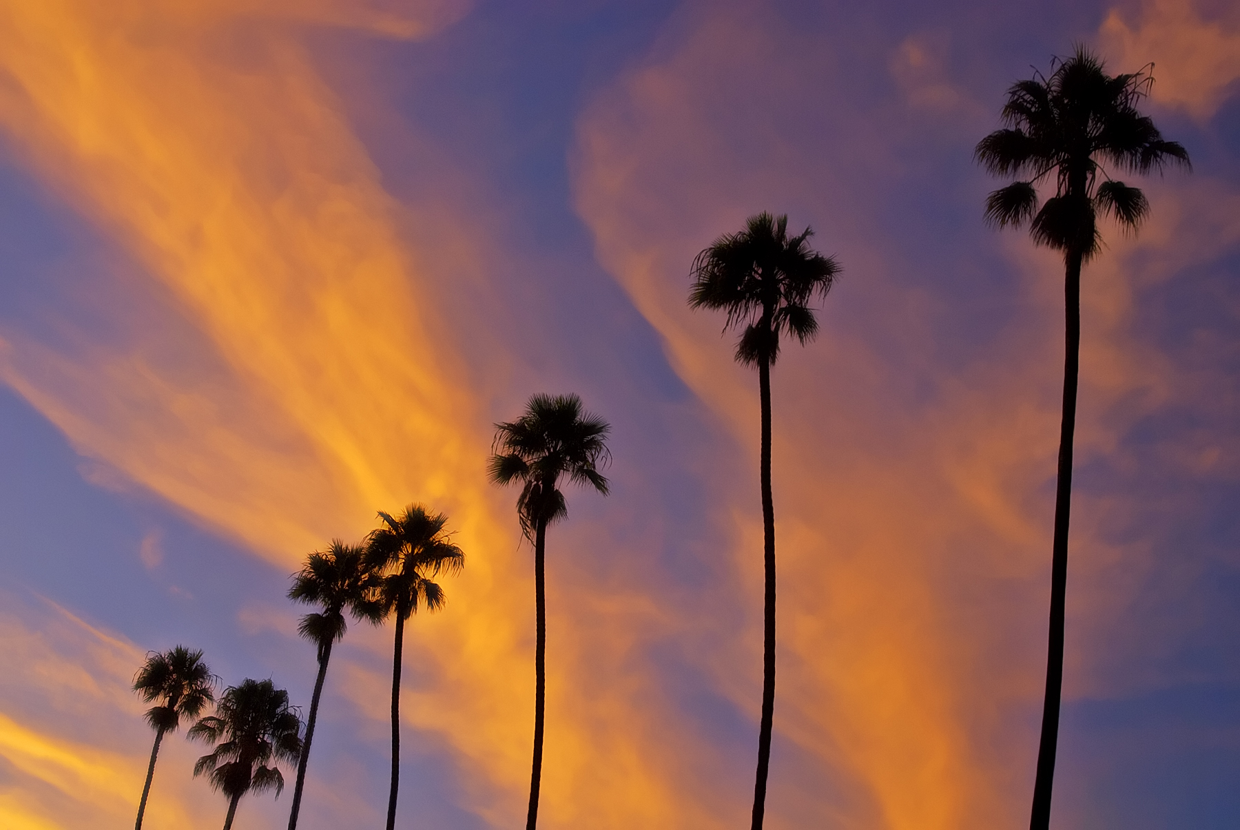 a sunset and palm trees in silhouette against blue skies