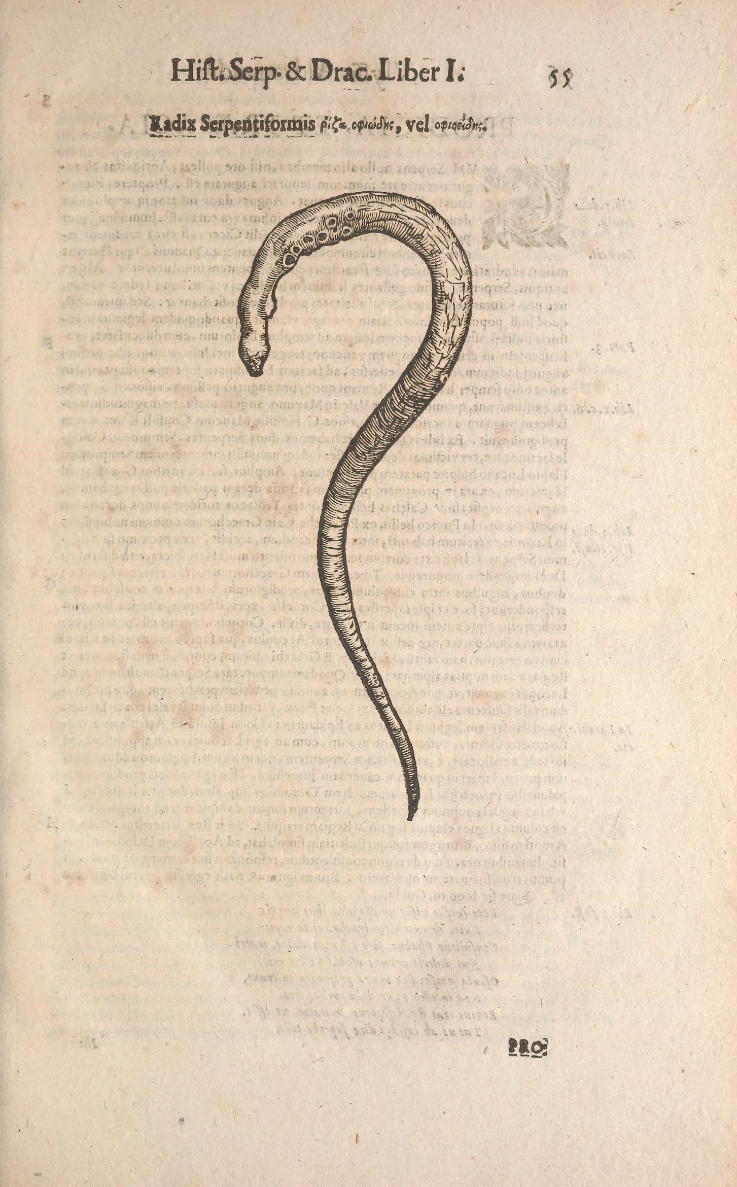 the cover page of a book showing a snake's tail