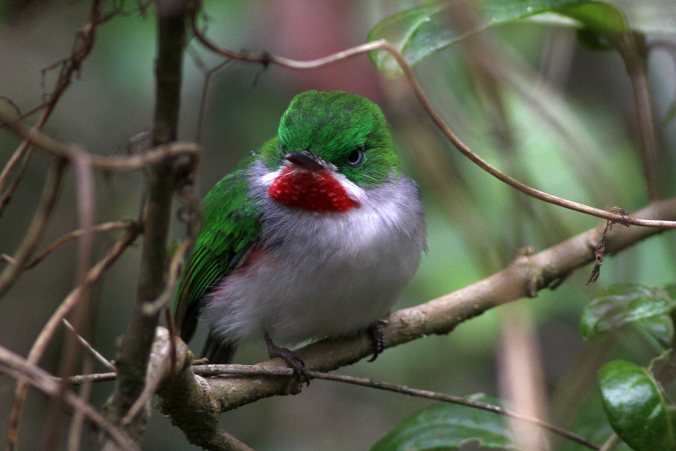 a colorful bird sits on the nch of a tree