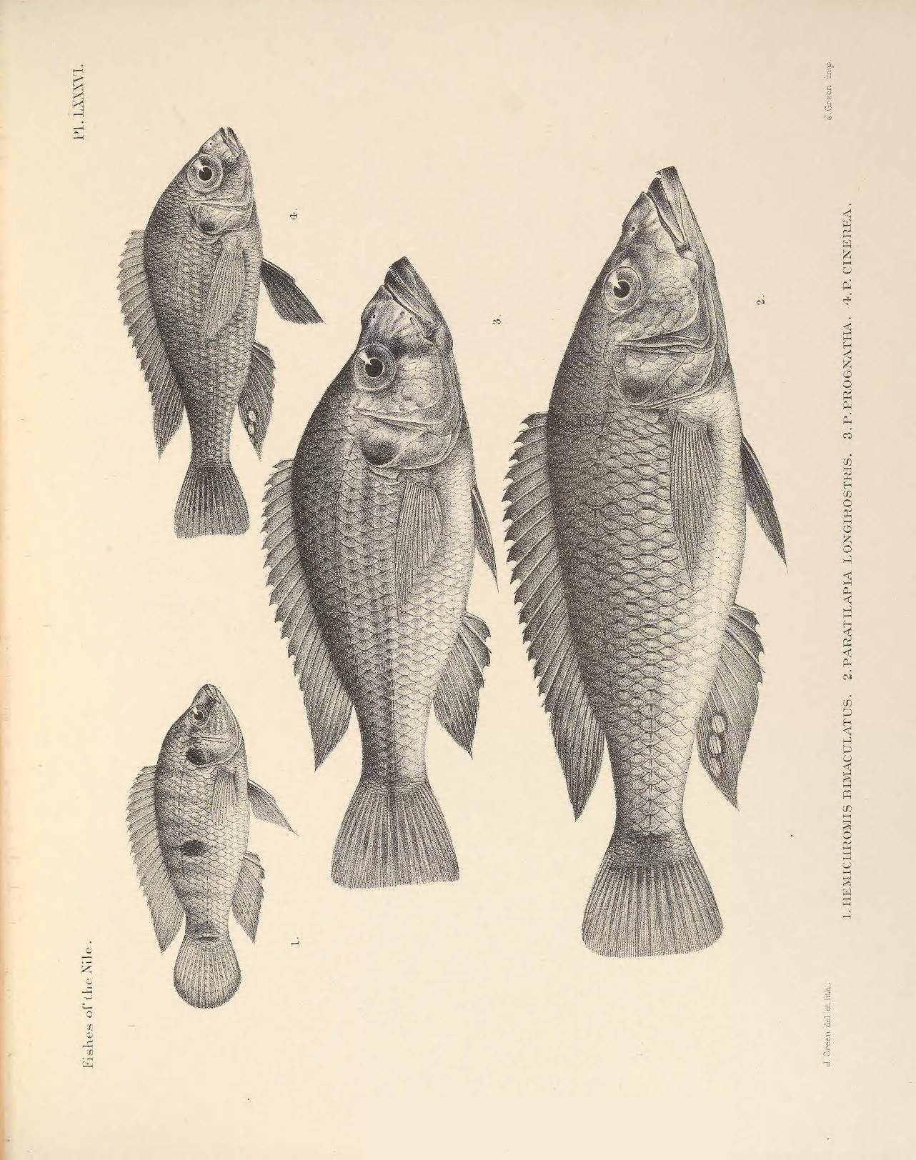 three fish are depicted on a sheet of paper