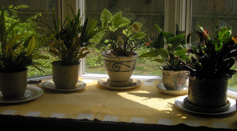 some plants are on a table near a window