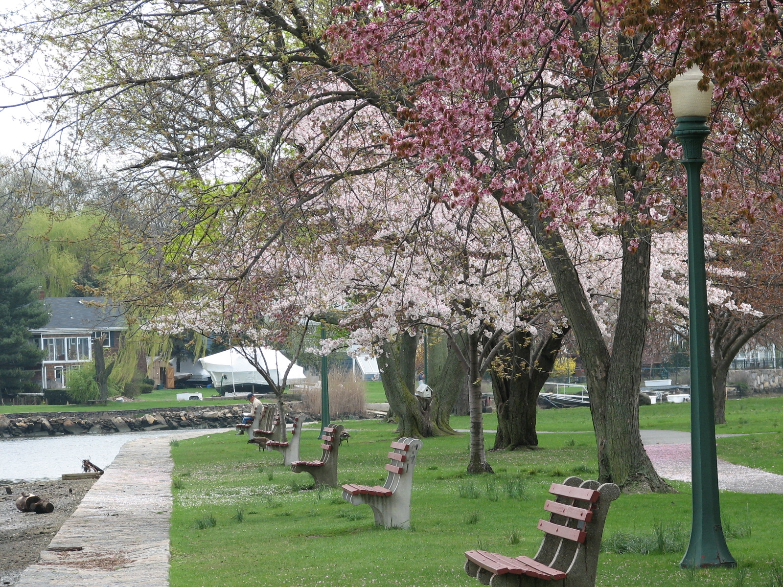 benches along a path surrounded by flowering trees
