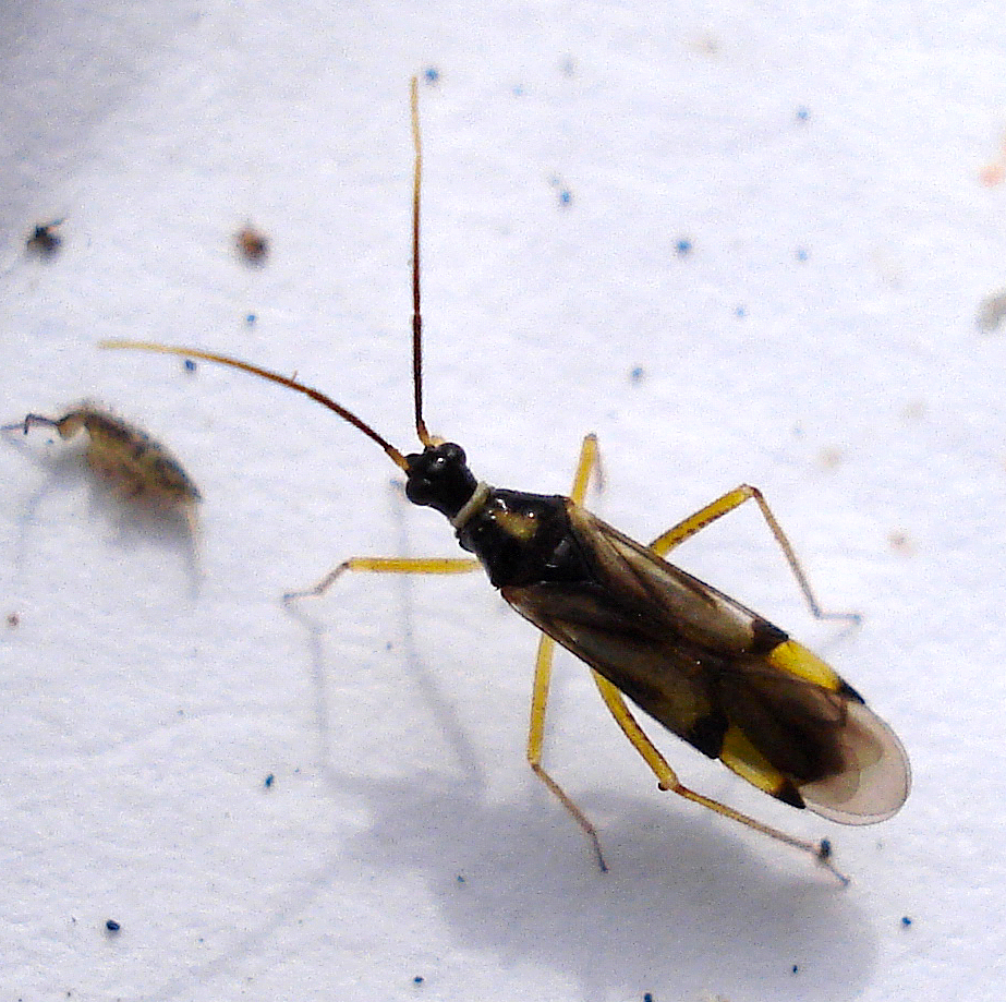 a large, brown bug is walking on the snow