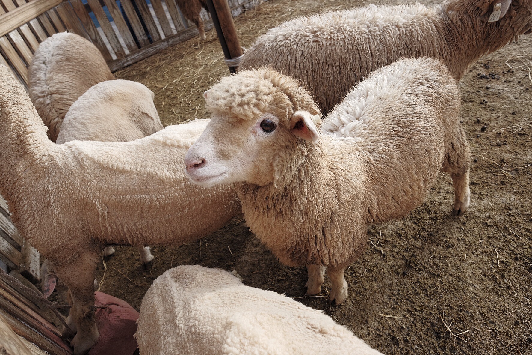 five sheep with their heads over the fence