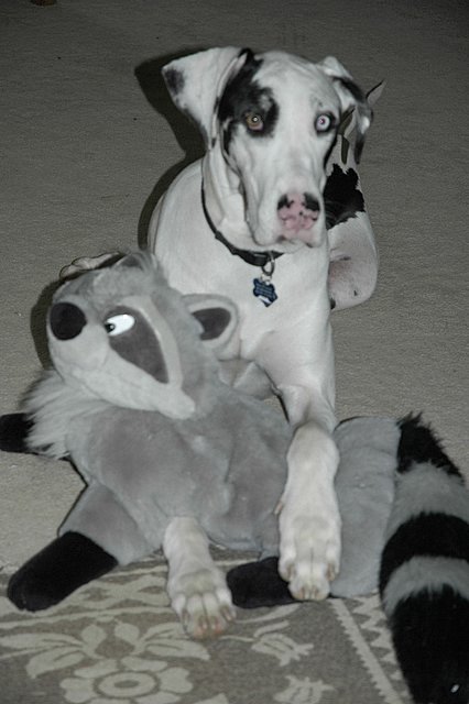 a white dog has a stuffed rac toy in its mouth