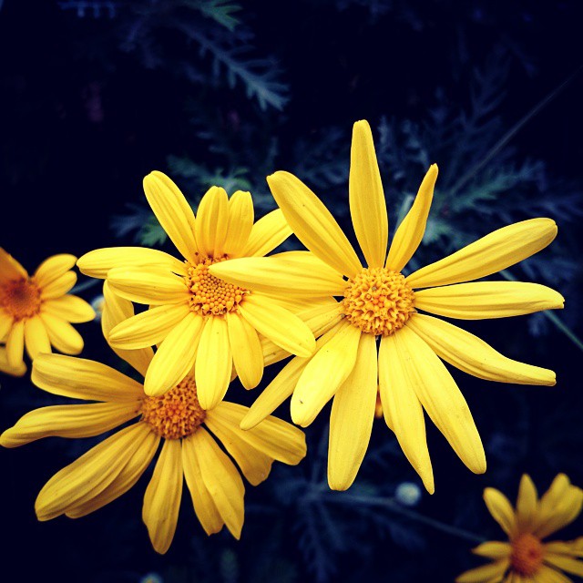 yellow flowers sitting next to each other on top of a field