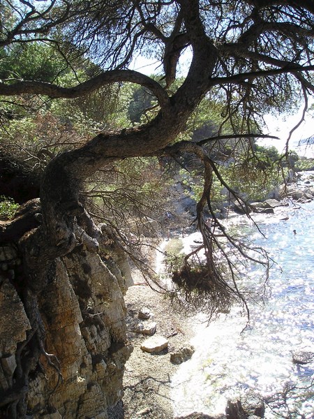 there are trees near the shore and water