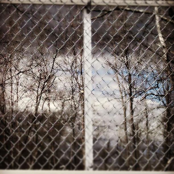 tree tops seen through a metal fence behind it