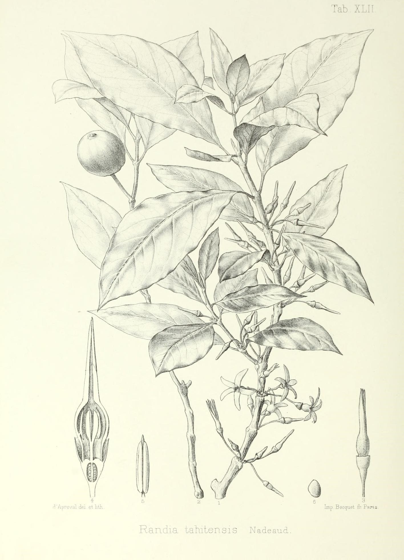 a drawing of leaves with utensils