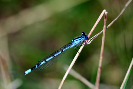 a small blue and black insect sitting on a stick