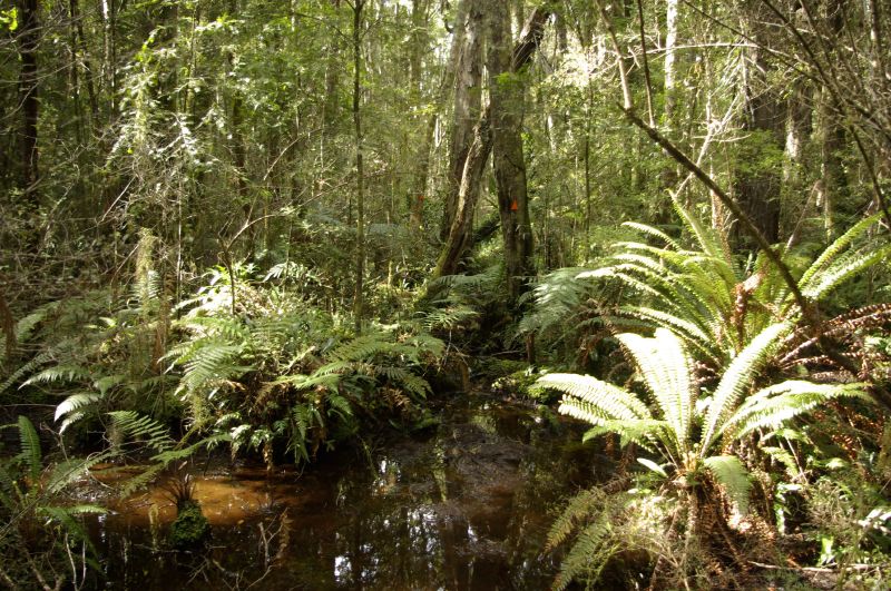 the sun shines on many fern covered trees and vegetation