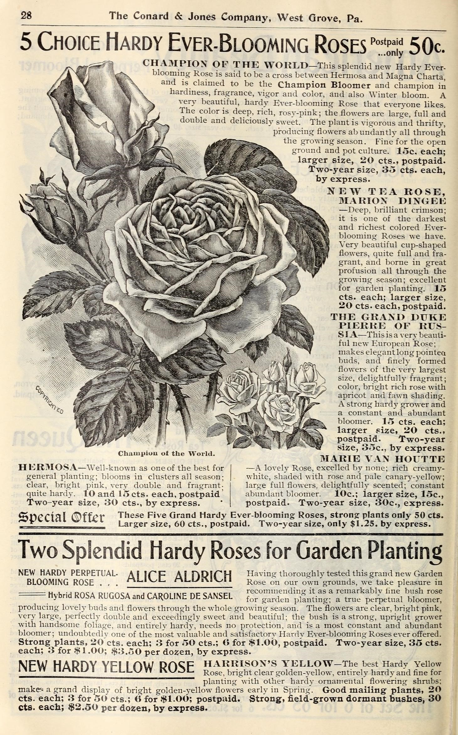a page from an old book with roses on it