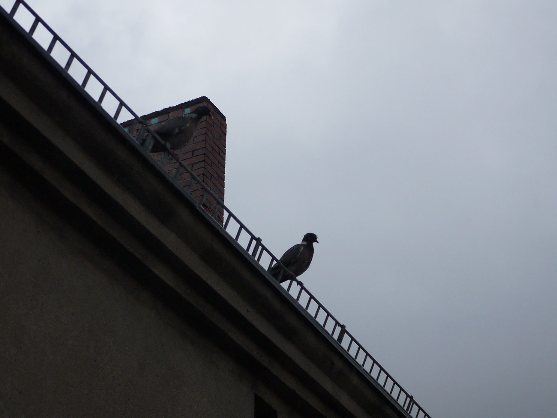 a pigeon sits on a balcone next to an asphalt building