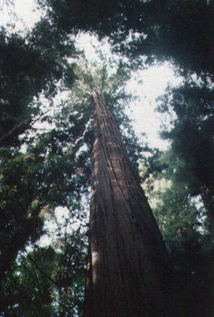 the tree stands in the middle of the forest