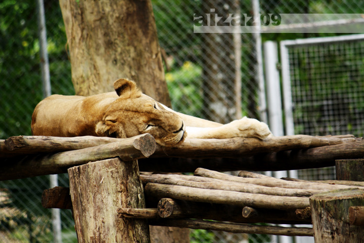 a very cute lion laying down with its head on the log