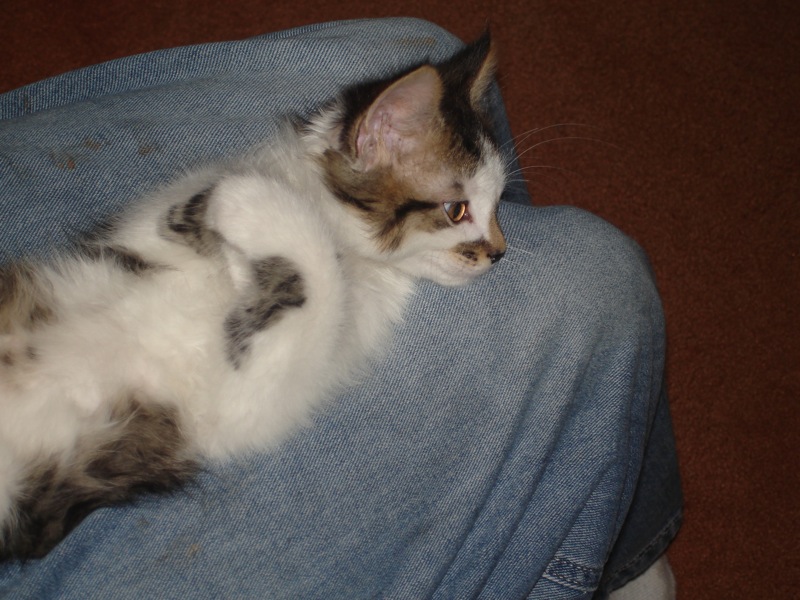 a cat is laying down on someone's legs