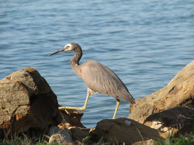a bird walking around on a rocky shore by the water
