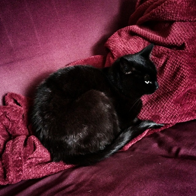 a black cat sitting on a purple couch