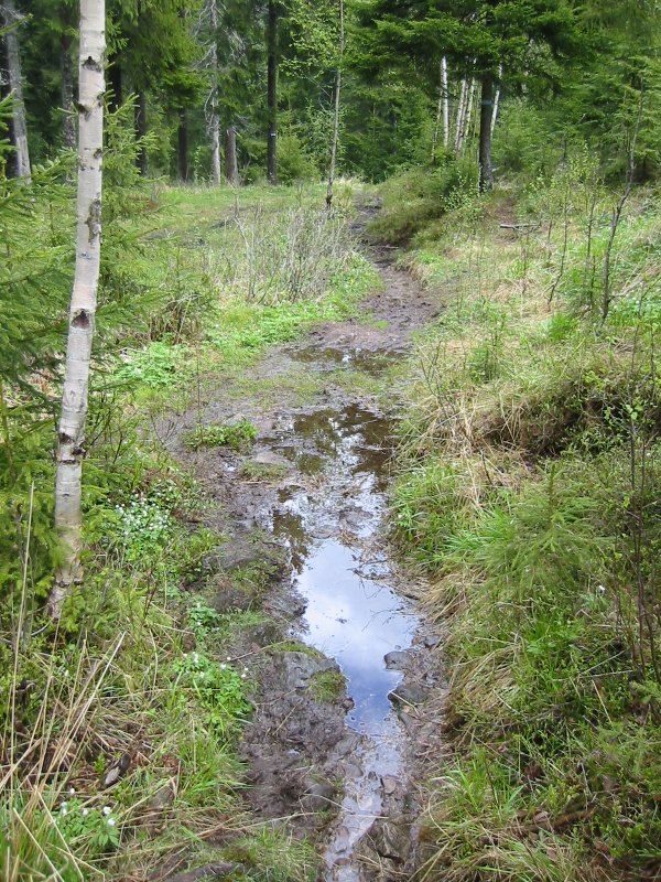 a muddy trail near some trees and green plants