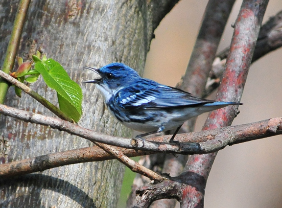 a blue bird perches on a bare tree nch