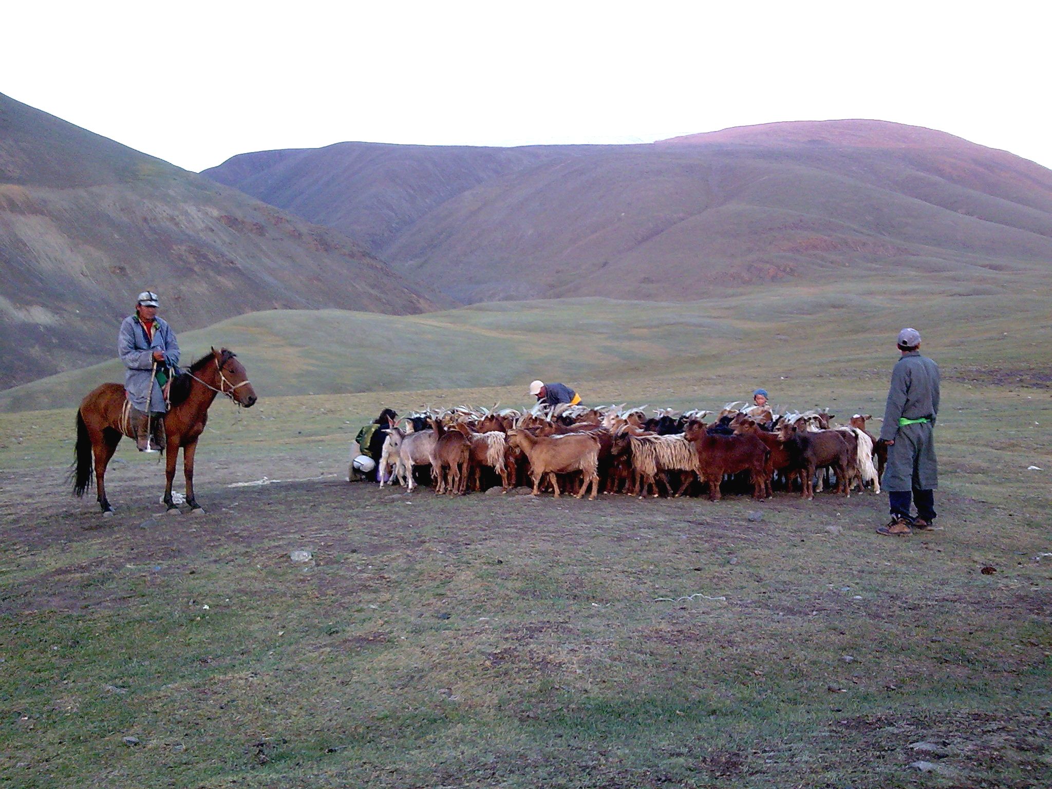 a horse in the middle of an open field with many animals