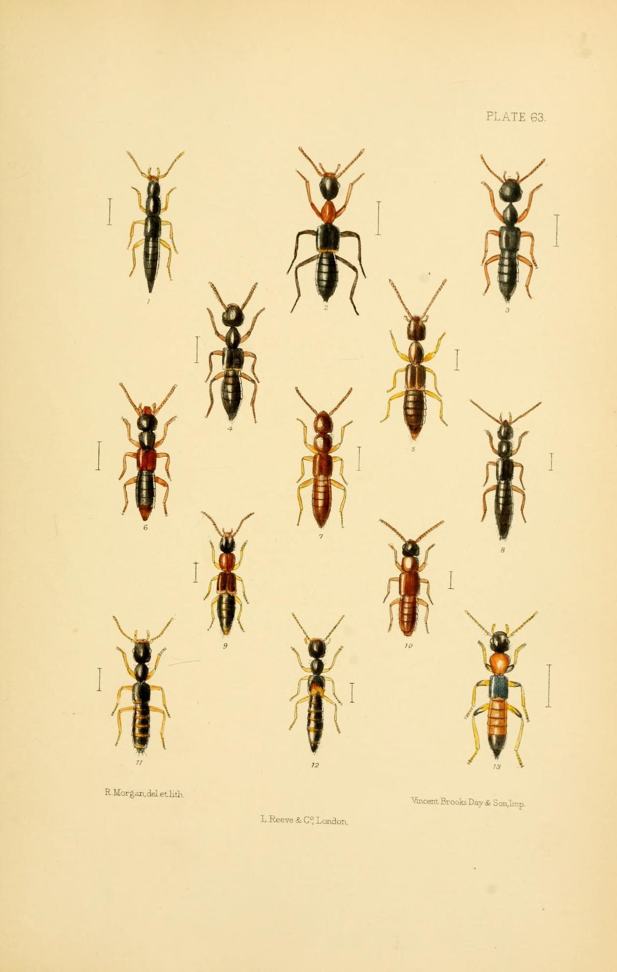 six black bugs with red, yellow, and orange stripes