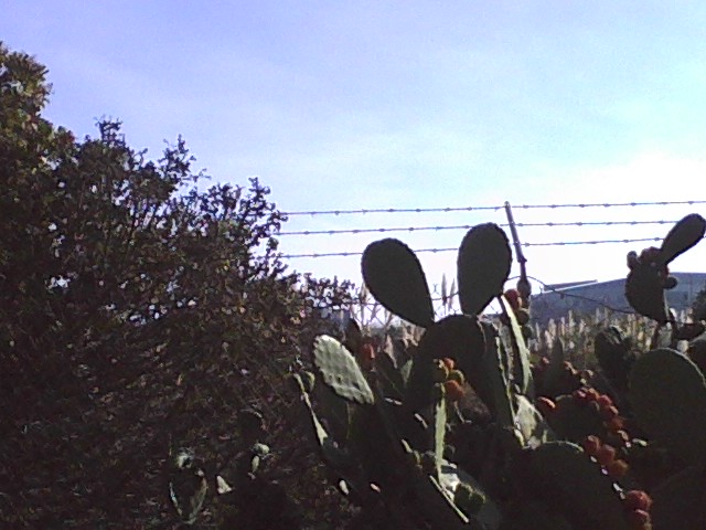 large cactus next to the barbed wire fence