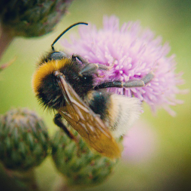 a bee on a thistle flower, close up