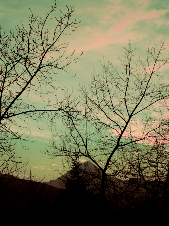 tree silhouettes and pink clouds against a blue sky