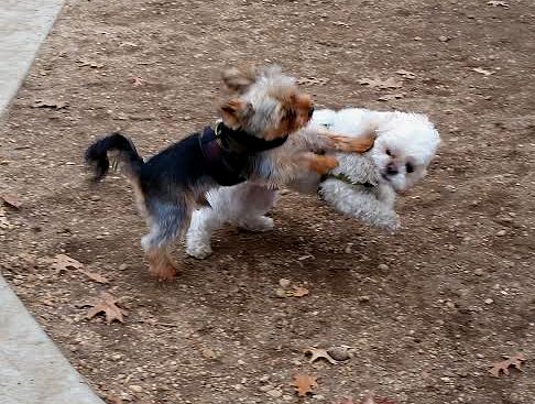 two small dogs playing with each other outside