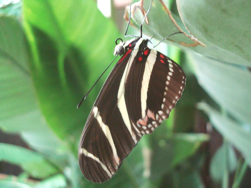 a erfly is resting on the plant with other plants