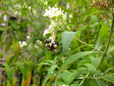 a bunch of green plants with white and yellow flowers